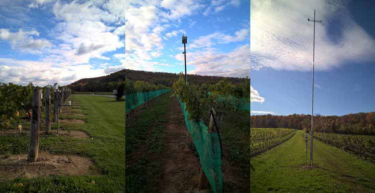 Automatic Weather Stations for Climate Services in Viticulture