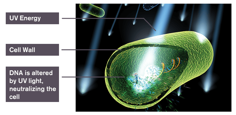 Rendering of UV energy damaging a microorganism's DNA