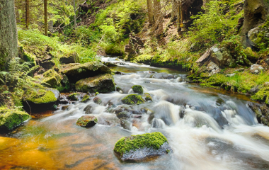 water flowing through a forest stream