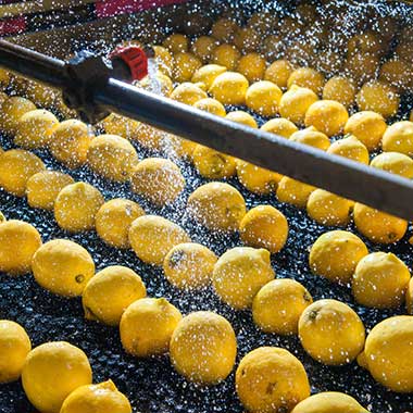 Lemons are spritzed with a chlorine solution to sanitize them as they are moved down a conveyor belt.