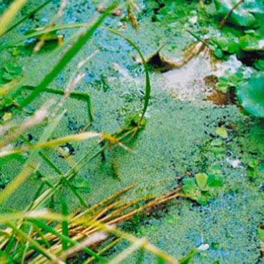 Surface water has a broader exposure to contamination like organic matter.