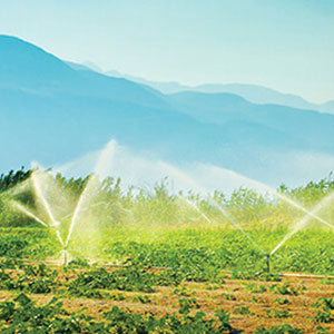 Sprinklers spraying water on crops
