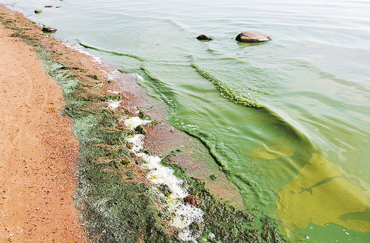 A green wave of water with high concentrations of algae washing up on a beach.
